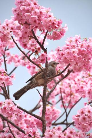 何を見つめているのかな？